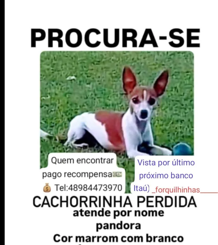Cachorro raça Pinscher idade 6 ou mais anos nome Pandora 