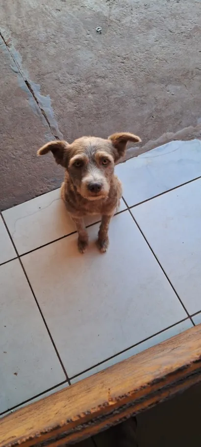Cachorro raça SRD-ViraLata idade 2 anos nome Paçoca