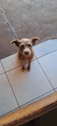 Cachorro raça SRD-ViraLata idade 2 anos nome Paçoca
