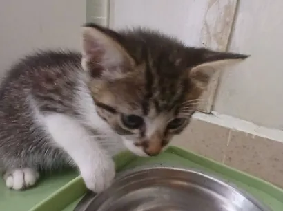 Gato raça SRD-ViraLata idade 2 a 6 meses nome Mingo (ou por sua escolha)