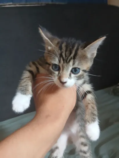 Gato raça SRD-ViraLata idade 2 a 6 meses nome Frisco (ou por sua escolha)