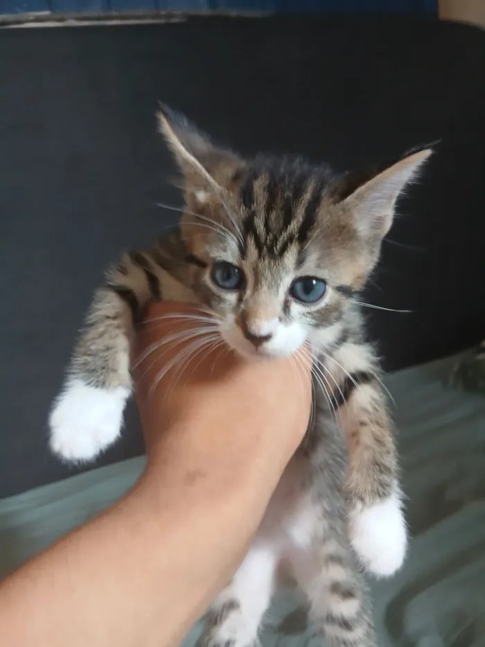 Gato raça SRD-ViraLata idade 2 a 6 meses nome Frisco (ou por sua escolha)