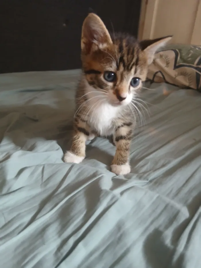 Frisco (ou por sua escolha)