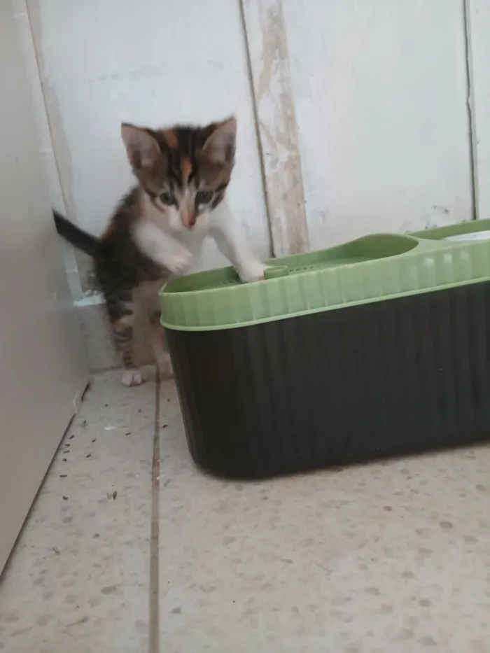 Gato raça SRD-ViraLata idade 2 a 6 meses nome Astrid (ou por sua escolha)