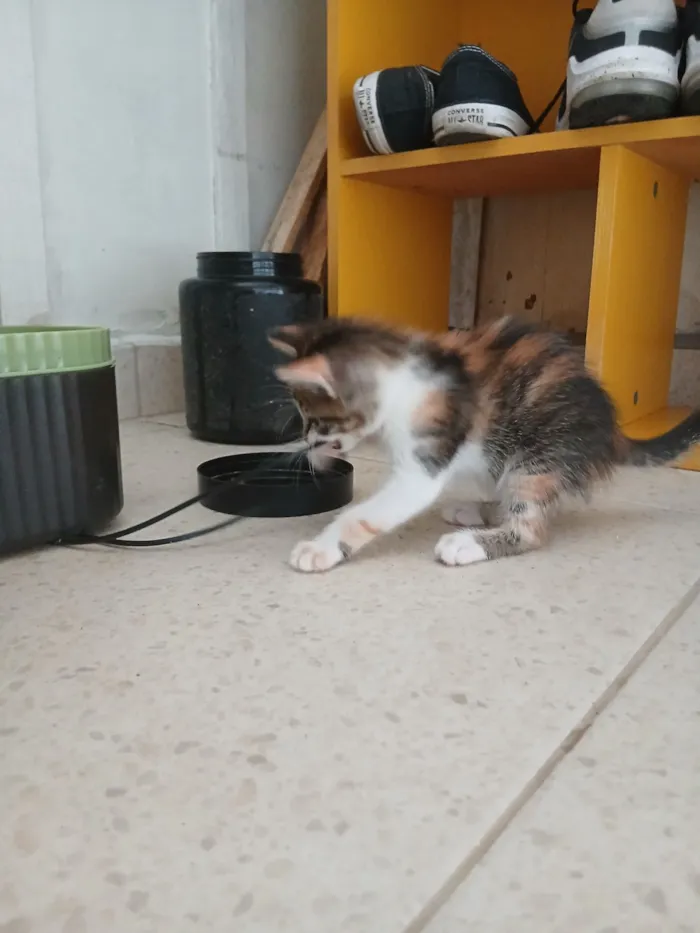 Gato raça SRD-ViraLata idade 2 a 6 meses nome Astrid (ou por sua escolha)