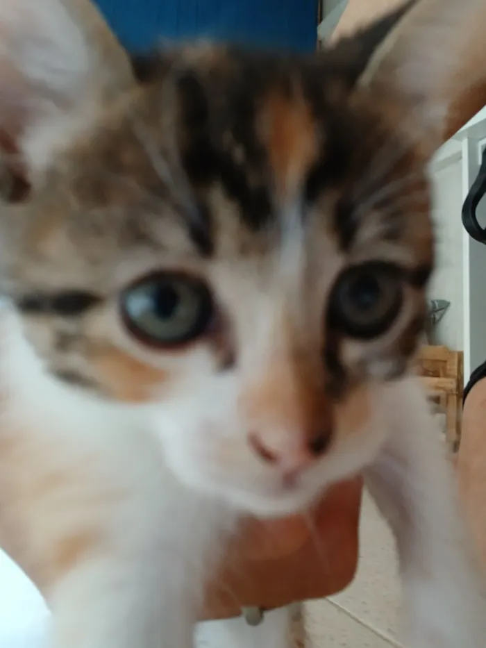 Gato raça SRD-ViraLata idade 2 a 6 meses nome Astrid (ou por sua escolha)