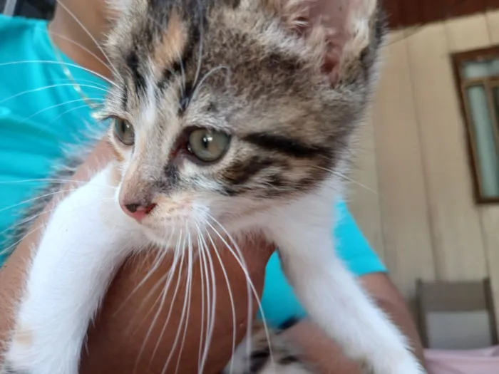 Gato raça SRD-ViraLata idade 2 a 6 meses nome Astrid (ou por sua escolha)