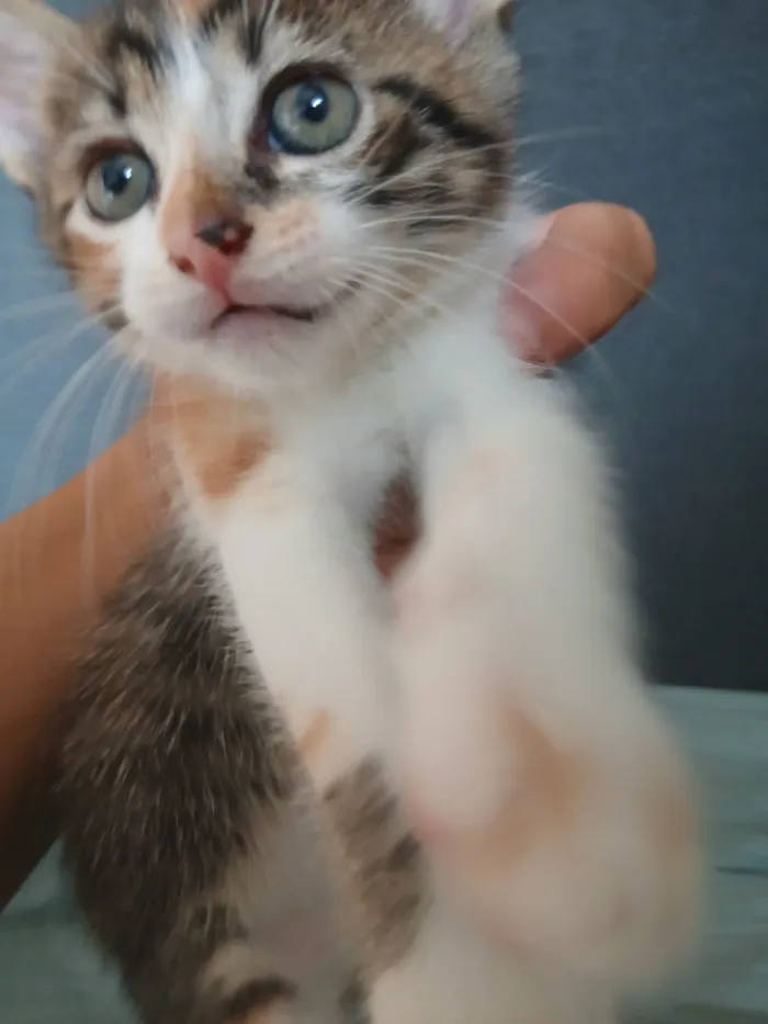 Gato raça SRD-ViraLata idade 2 a 6 meses nome Astrid (ou por sua escolha)