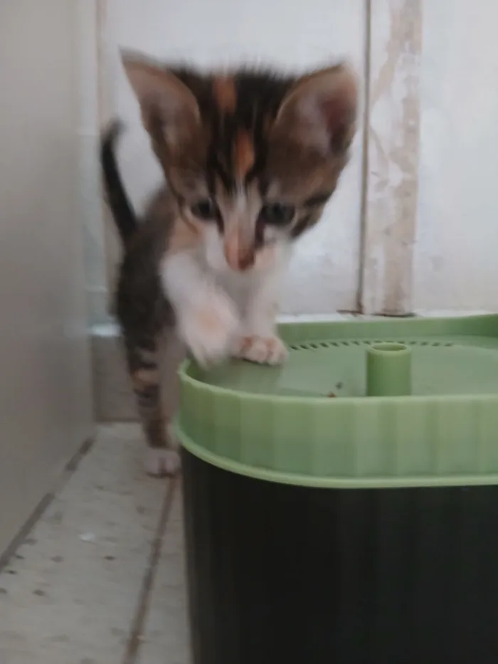 Gato raça SRD-ViraLata idade 2 a 6 meses nome Astrid (ou por sua escolha)