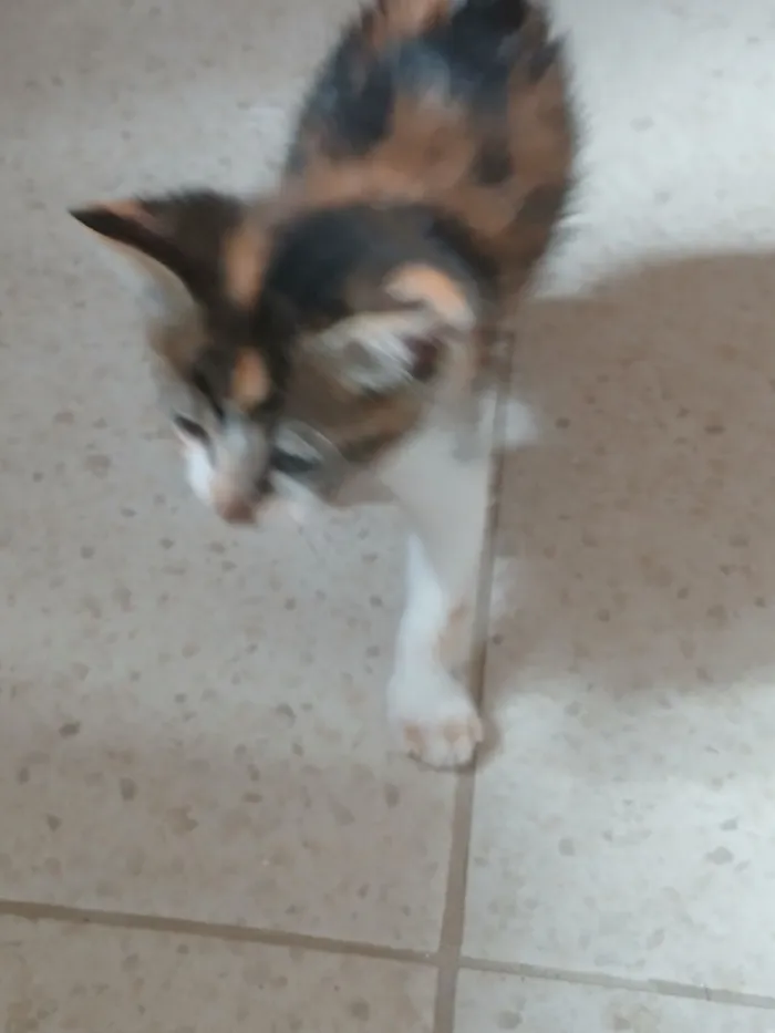 Gato raça SRD-ViraLata idade 2 a 6 meses nome Astrid (ou por sua escolha)