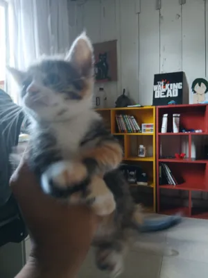 Gato raça SRD-ViraLata idade 2 a 6 meses nome Misty (ou por sua escolha)