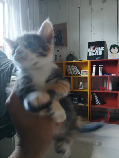 Gato raça SRD-ViraLata idade 2 a 6 meses nome Misty (ou por sua escolha)