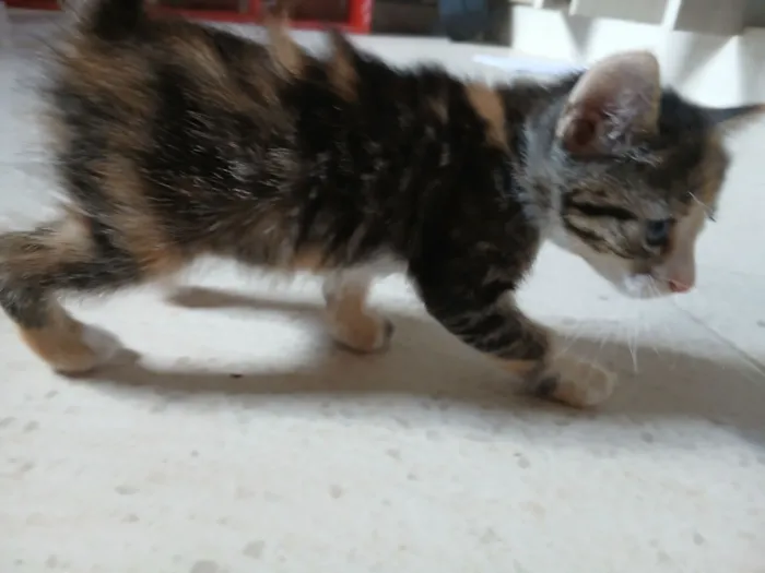 Gato raça SRD-ViraLata idade 2 a 6 meses nome Misty (ou por sua escolha)