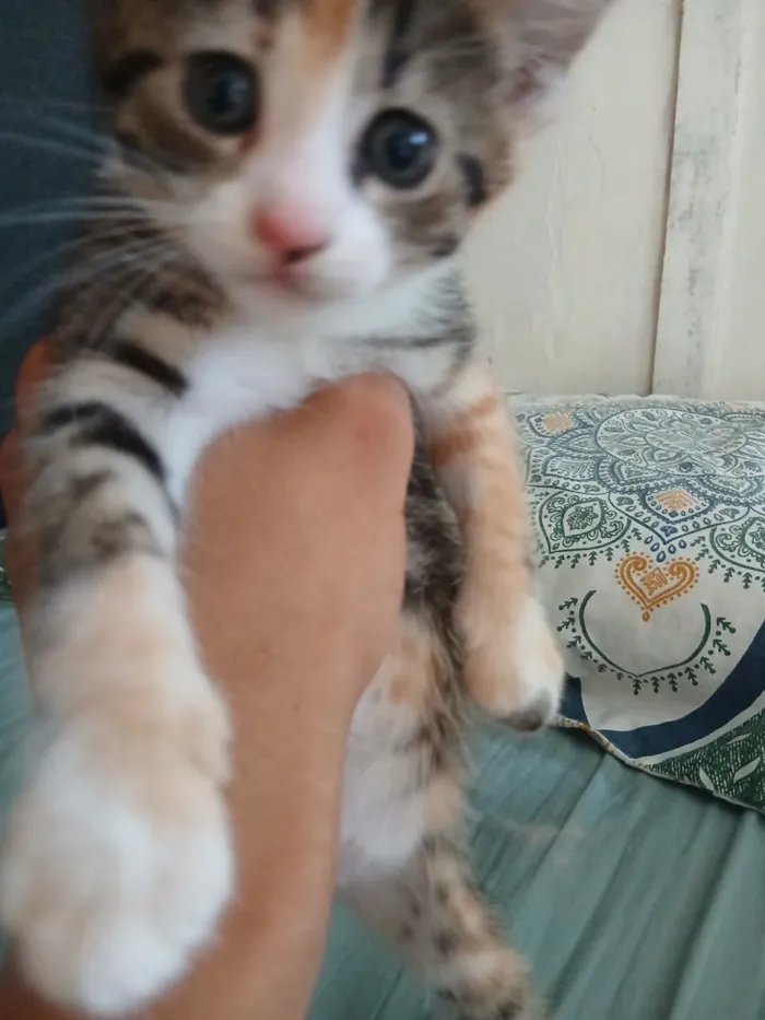 Gato raça SRD-ViraLata idade 2 a 6 meses nome Misty (ou por sua escolha)