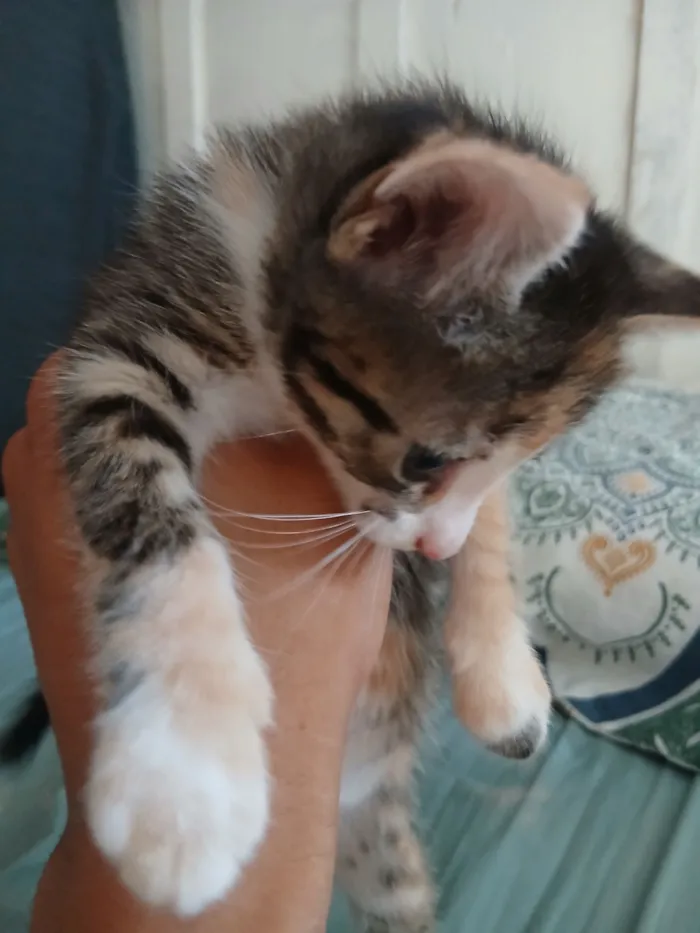 Gato raça SRD-ViraLata idade 2 a 6 meses nome Misty (ou por sua escolha)