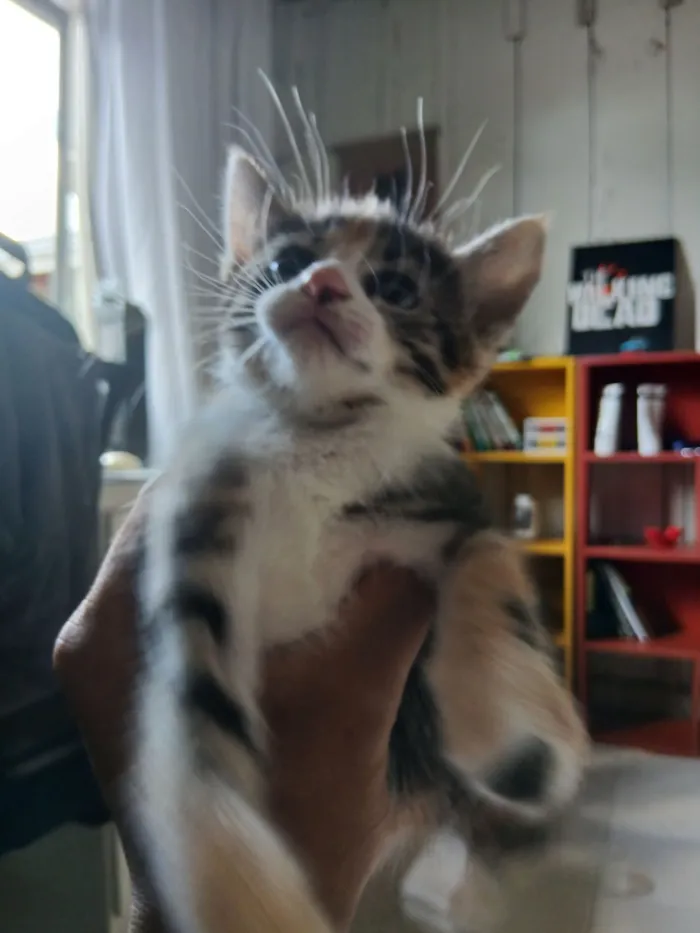 Gato raça SRD-ViraLata idade 2 a 6 meses nome Misty (ou por sua escolha)