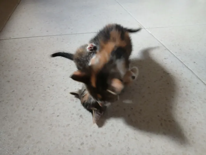 Gato raça SRD-ViraLata idade 2 a 6 meses nome Misty (ou por sua escolha)