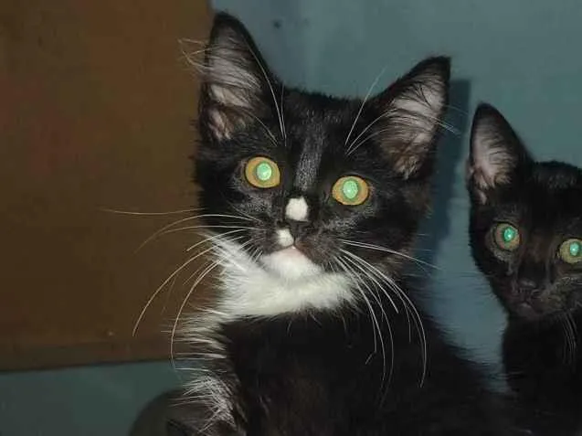 Gato raça SRD-ViraLata idade 7 a 11 meses nome Soneca 