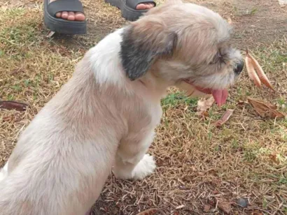 Cachorro raça Shitzu idade 1 ano nome NINA