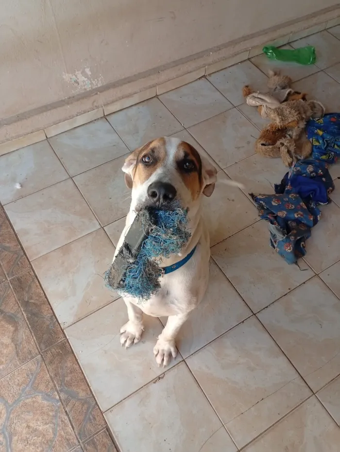 Cachorro raça SRD-ViraLata idade 7 a 11 meses nome Bolacha