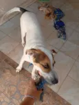 Cachorro raça SRD-ViraLata idade 7 a 11 meses nome Bolacha