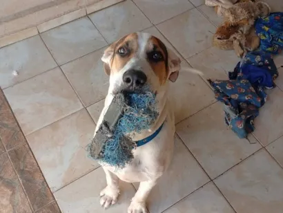 Cachorro raça SRD-ViraLata idade 7 a 11 meses nome Bolacha