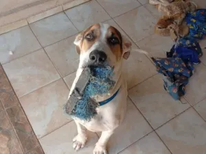 Cachorro raça SRD-ViraLata idade 7 a 11 meses nome Bolacha