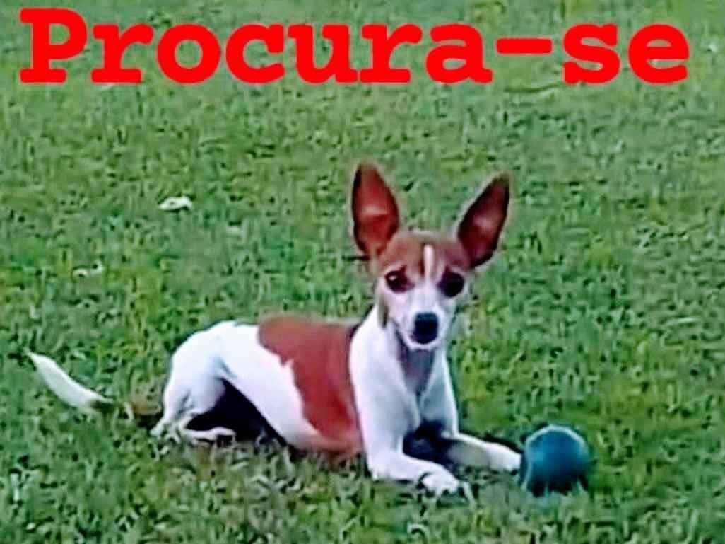 Cachorro raça Pinscher idade 6 ou mais anos nome Pandora 