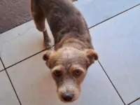 Cachorro raça SRD-ViraLata idade 2 anos nome Paçoca