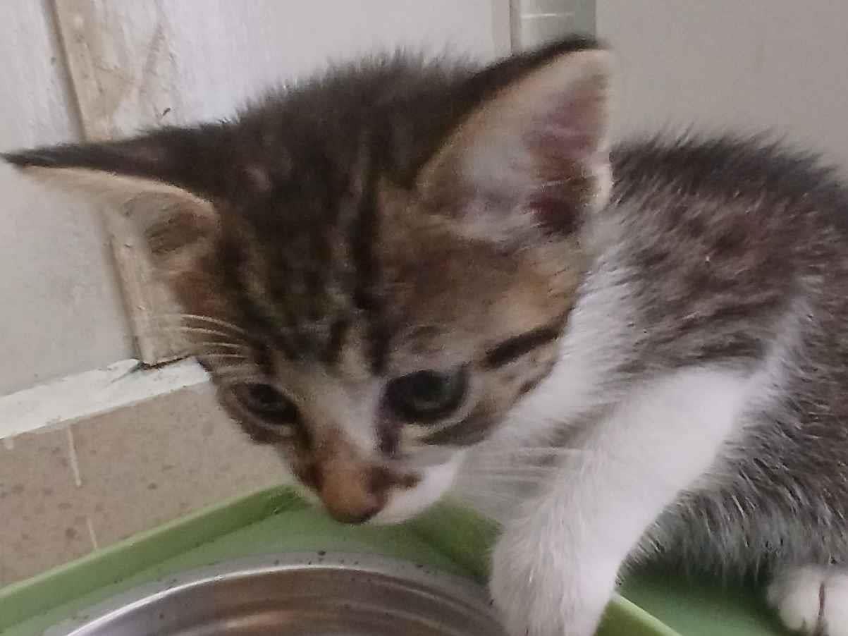 Gato raça SRD-ViraLata idade 2 a 6 meses nome Mingo (ou por sua escolha)