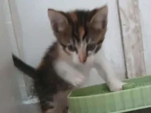 Gato raça SRD-ViraLata idade 2 a 6 meses nome Astrid (ou por sua escolha)
