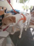 Cachorro raça SRD-ViraLata idade 2 anos nome Scoby