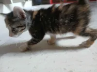 Gato raça SRD-ViraLata idade 2 a 6 meses nome Misty (ou por sua escolha)