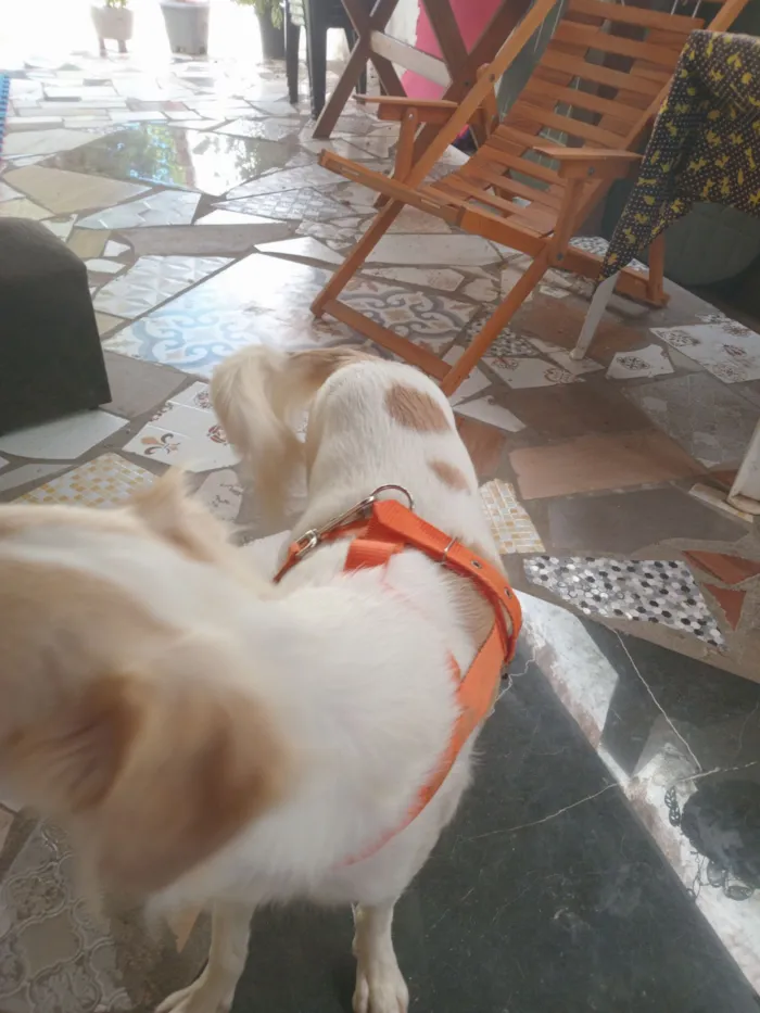 Cachorro raça SRD-ViraLata idade 2 anos nome Scoby