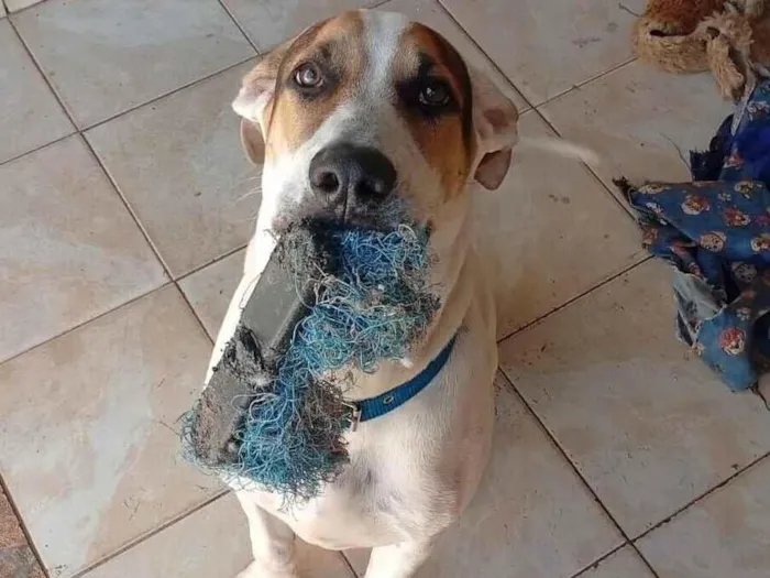 Cachorro raça SRD-ViraLata idade 7 a 11 meses nome Bolacha