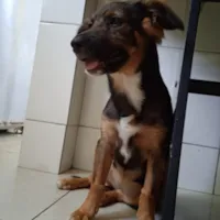 Cachorro raça SRD-ViraLata idade 2 a 6 meses nome skay