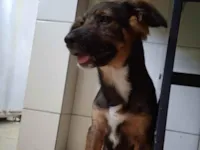 Cachorro raça SRD-ViraLata idade 2 a 6 meses nome skay