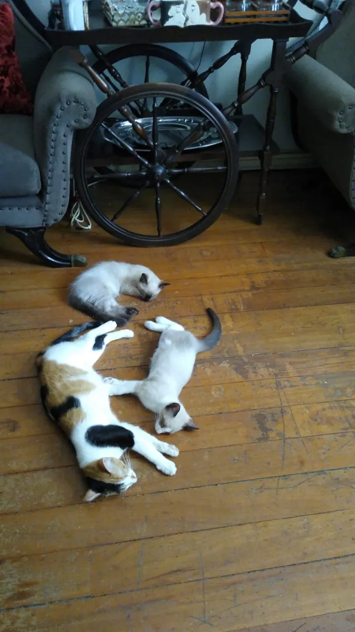 Gato raça SRD-ViraLata idade 2 a 6 meses nome SEM NOME