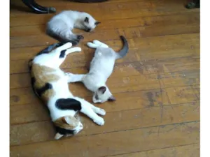 Gato raça SRD-ViraLata idade 2 a 6 meses nome SEM NOME