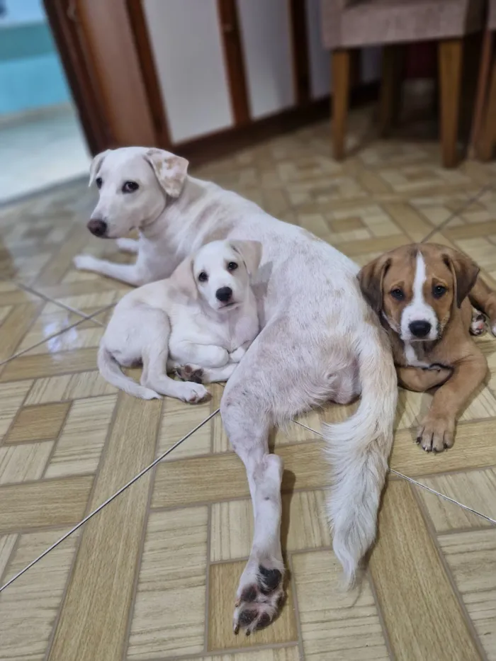 Cachorro raça SRD-ViraLata idade Abaixo de 2 meses nome Beethoven 