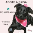 Brisa