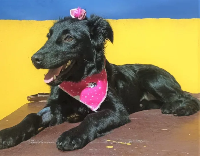 Cachorro raça SRD-ViraLata idade 7 a 11 meses nome Brisa