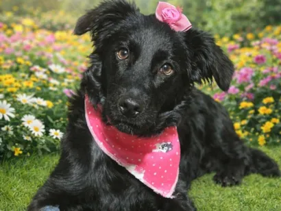 Cachorro raça SRD-ViraLata idade 7 a 11 meses nome Brisa