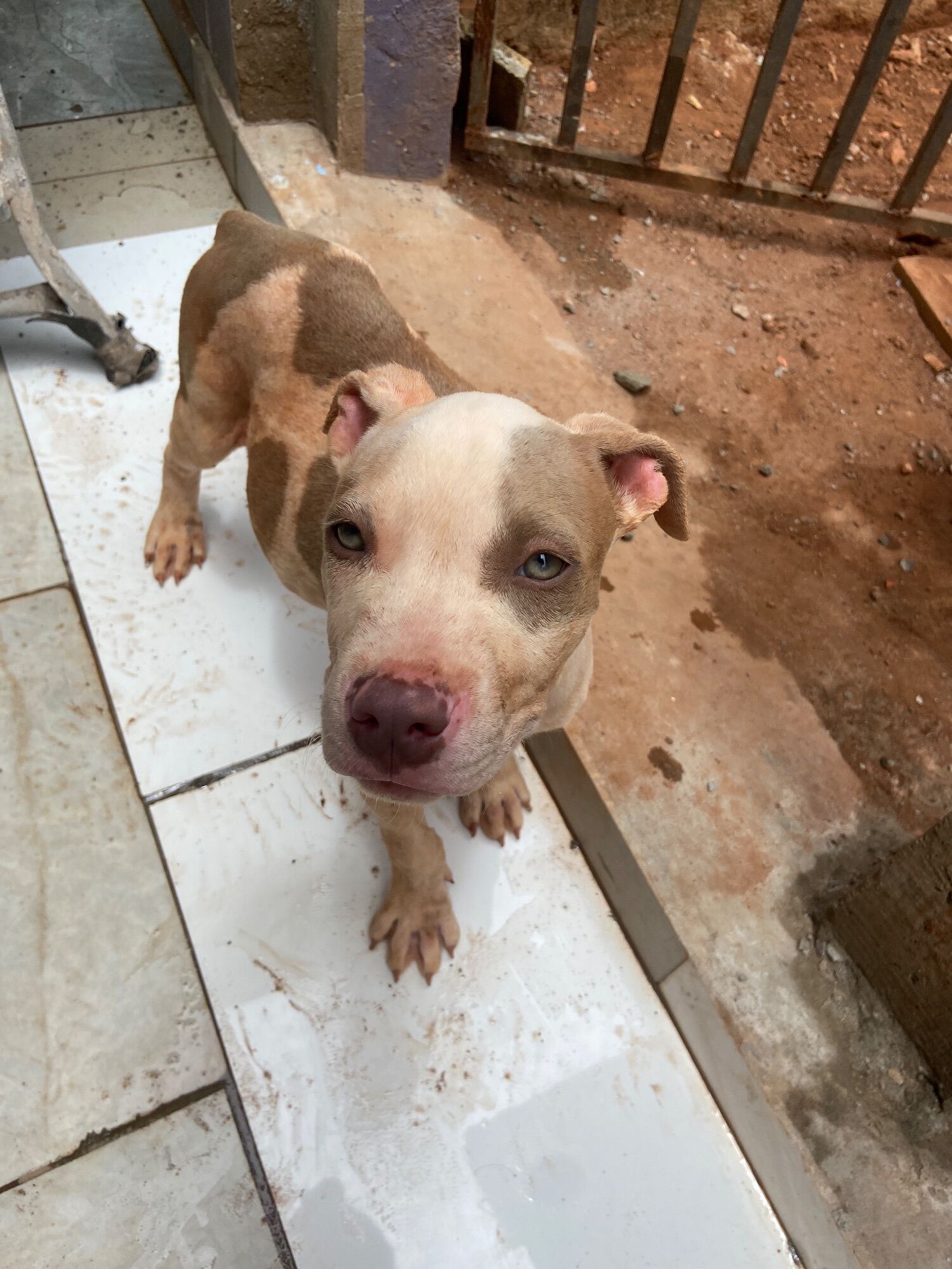 Cachorro raça Pit-Bull idade Abaixo de 2 meses nome Dunin