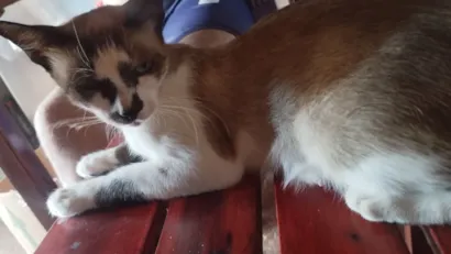 Gato raça SRD-ViraLata idade 2 anos nome Nina