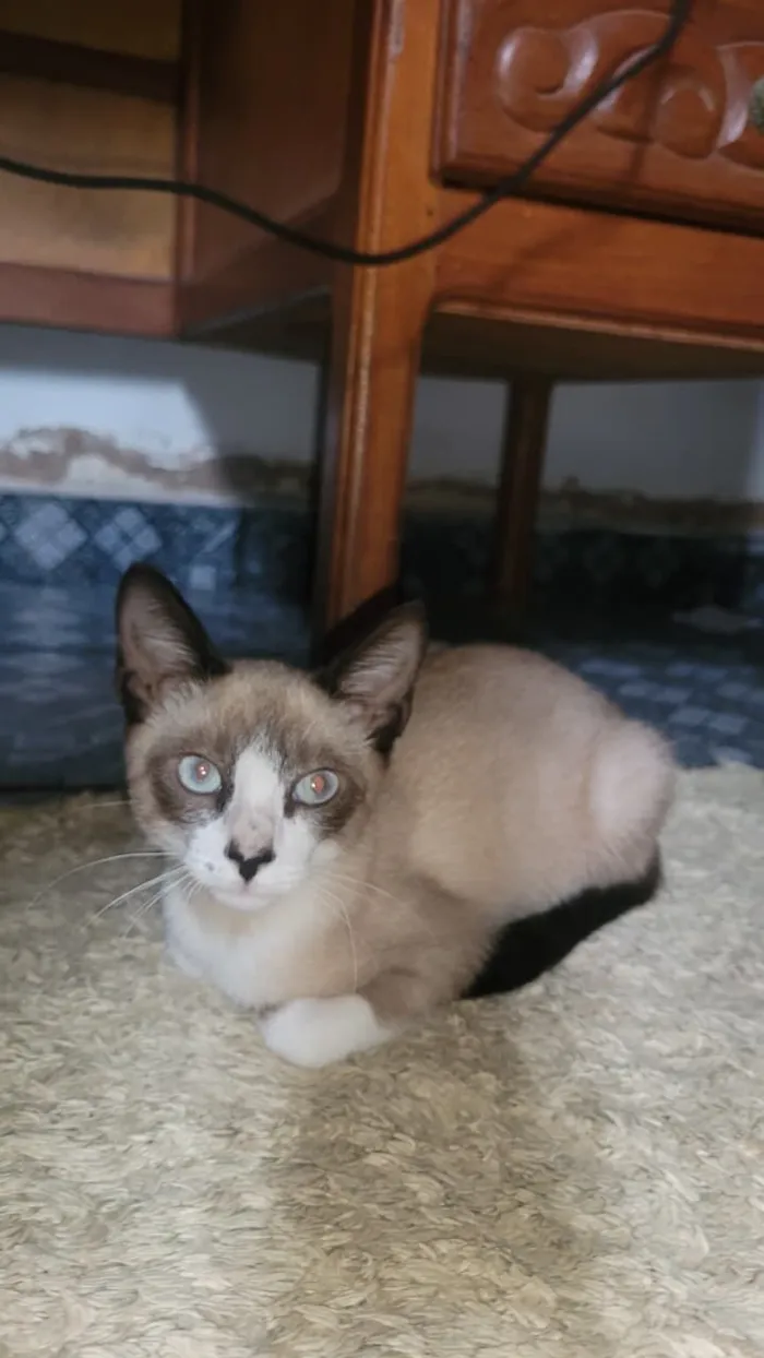 Gato raça Siamês idade Abaixo de 2 meses nome Eden