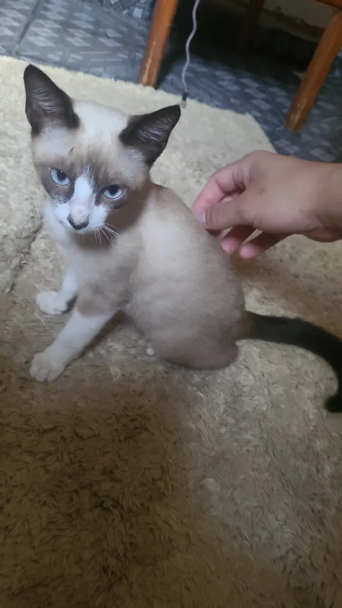 Gato raça Siamês idade Abaixo de 2 meses nome Eden