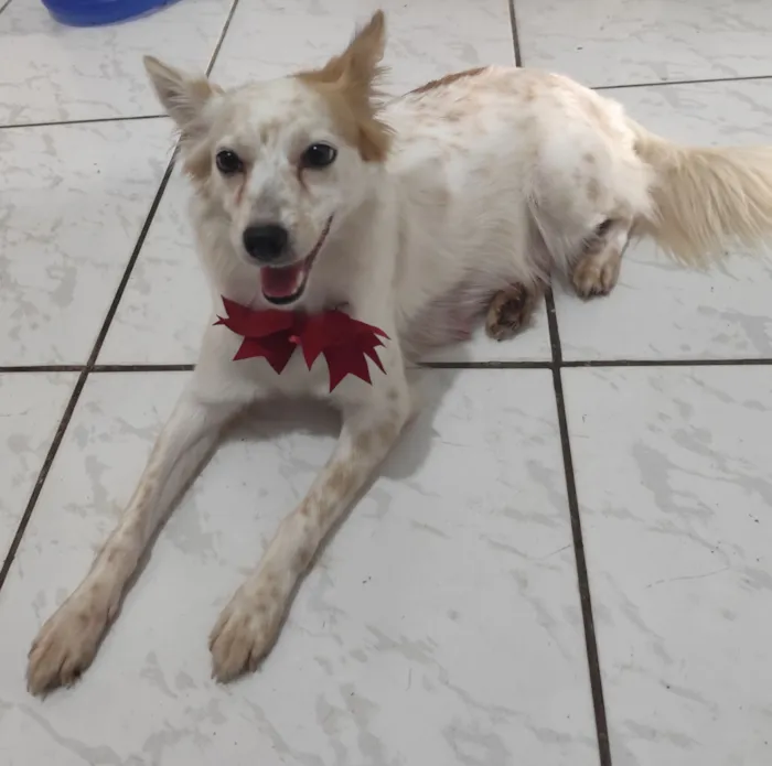 Cachorro raça SRD-ViraLata idade 3 anos nome Bellinha 