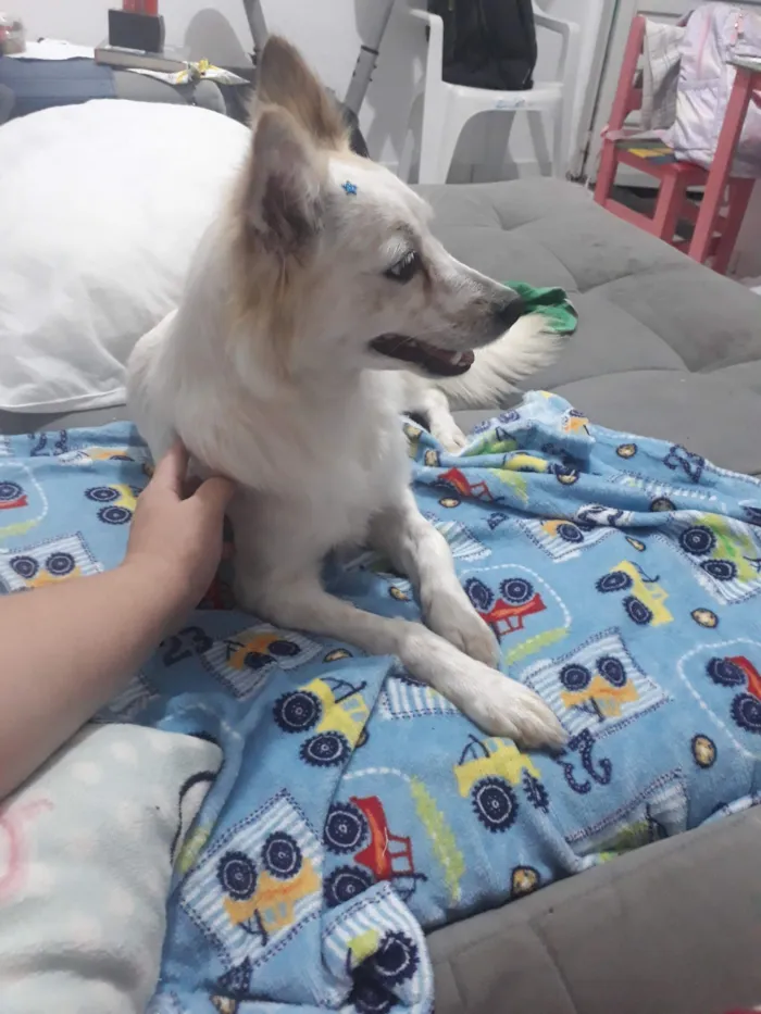 Cachorro raça SRD-ViraLata idade 3 anos nome Bellinha 