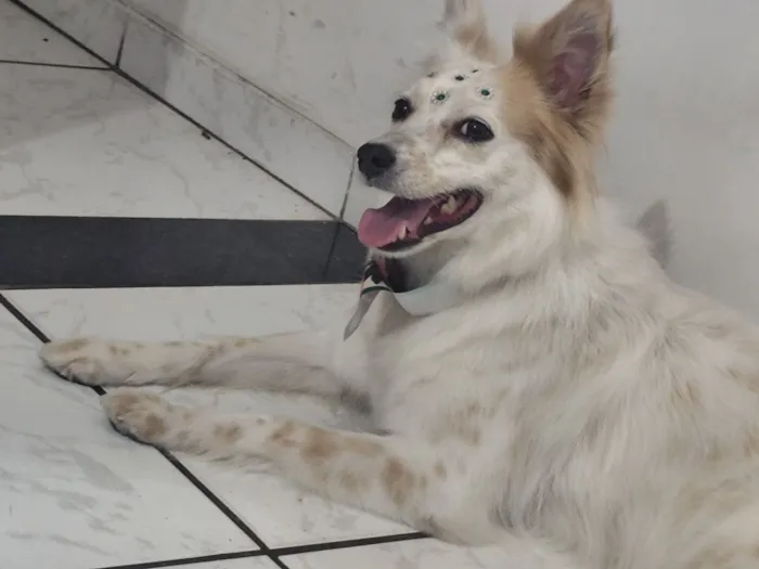 Cachorro raça SRD-ViraLata idade 3 anos nome Bellinha 